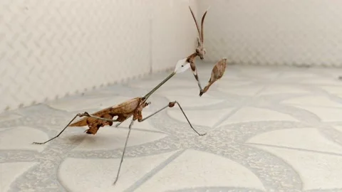 DANCING STYLES OF LA MANTIS RELIGIOSA- THE EUROPEAN MANTIS - HD(4K) Video stock 224785538