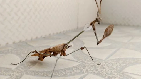 DANCING STYLES OF LA MANTIS RELIGIOSA- THE EUROPEAN MANTIS - HD(4K) Video stock 224785546