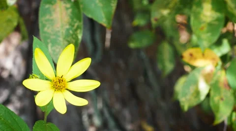 Dancing Sunflower Stockbeeldmateriaal 67762420