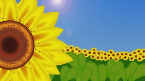 Dancing sunflowers in the sun  4k Stock-Footage 67390737