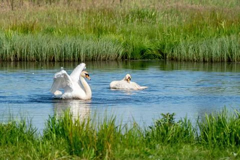 Dancing swan with flapping wings on blue lake water in sunny day. Water splashes Stock Photos