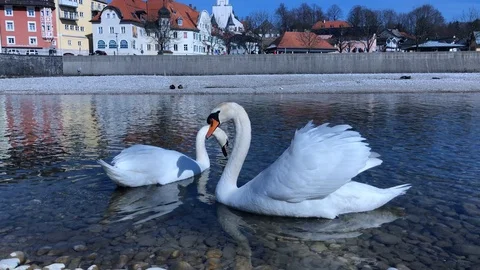 Dancing Swan Stock Footage 87871222