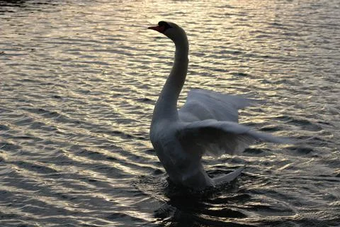 Dancing swan Stock Photos