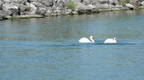 Dancing Swans Stock Footage 40575660