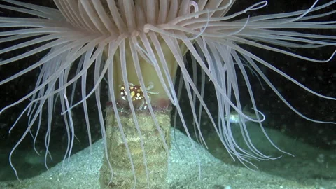 Dancing tentacles and a tiny crab in the reefs of Indonesia Video stock 312095062