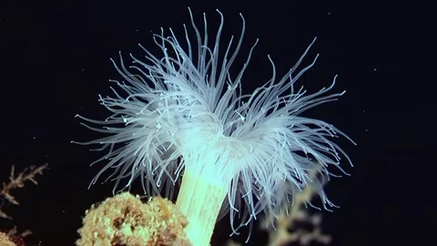 Dancing Tentacles of the Arctic Metridium Senile Anemone Stock Footage 323158452