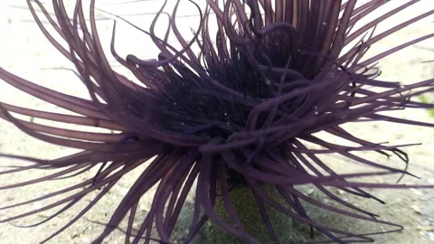 Dancing tentacles of a sea anemone in the philippines Stock Footage 340588066