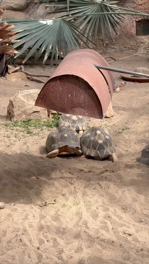 Dancing tortoises in sandy enclosure funny clip Stock Footage 319409809