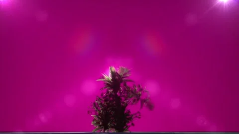 Dancing tree mix. Different bushes together in movement. Colours change Stock Footage 283885441