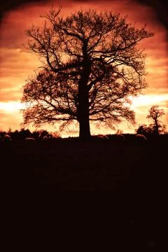 Dancing tree Stock Photos