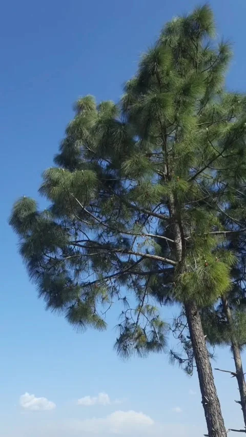 Dancing Tree in the Whistling Wind. Video stock 305930898