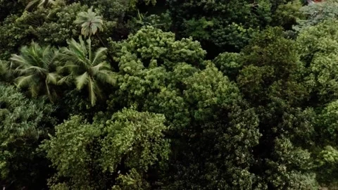 Dancing Trees Stock Footage 165024987