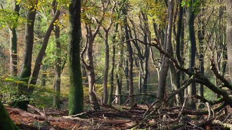 Dancing’ trees in a forest at autumn. Dead trees at the ground. Stock Footage 269133767