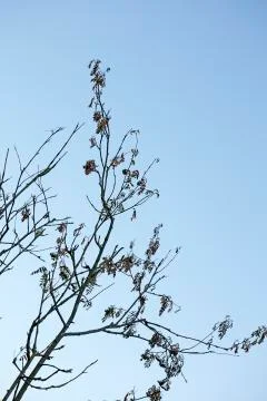 Dancing trees on sky background fine art in high quality prints products fift Fotos de archivo