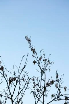 Dancing trees on sky background fine art in high quality prints products fift Fotos de archivo