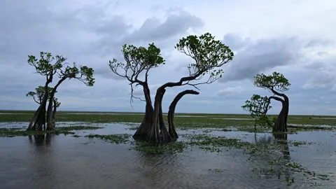 Dancing Trees TL Sumba Island 스톡 동영상 331079520
