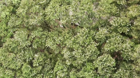 Dancing Trees with White Blossoms in the Wind Stock Footage 249921169