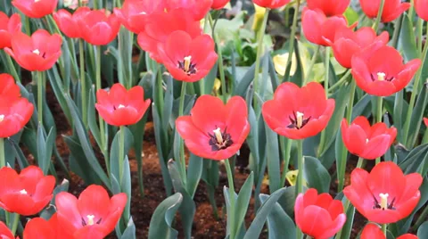 Dancing Tulips 스톡 동영상 34426122