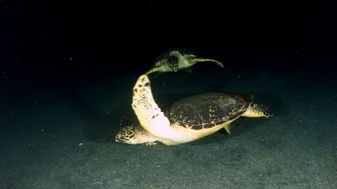 Dancing turtles Stock Footage 93968004