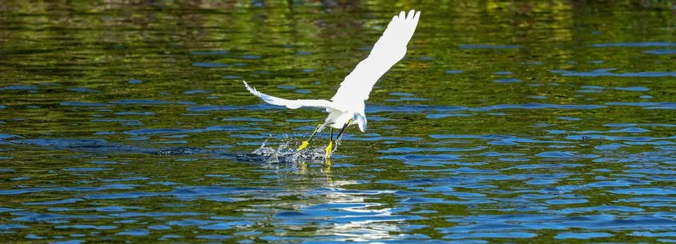 Dancing on the water. Foto stock