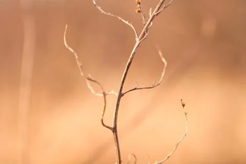 Dancing weed Stock Photos