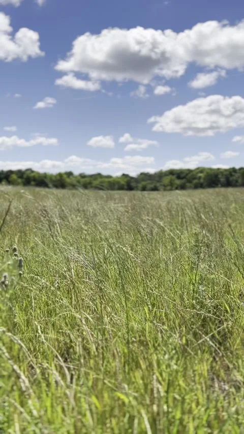 Dancing Wheat: Whispers of the Wind 스톡 동영상 247865879