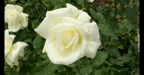 Dancing White Blooming Roses in The Wind Stock Footage 277288652