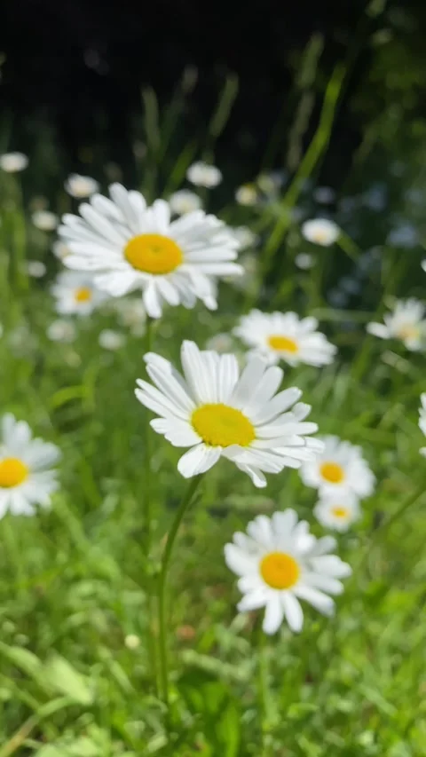 Dancing White Daisies: Vertical Portrait of Windy Blooms Stock Footage 272209923