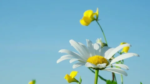 Dancing white daisy flower and yellow wildflowers gently swaying in the breeze Stock Footage 282956249