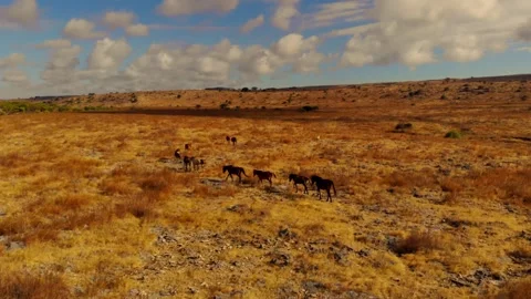Dancing with the wind across endless horizons Stock Footage 304880370
