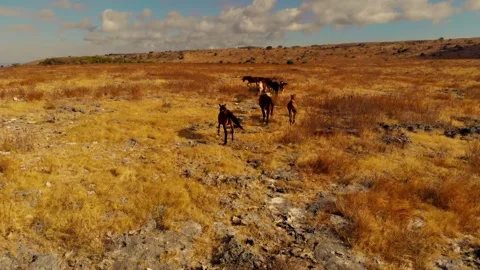 Dancing with the wind across endless horizons Stock Footage 304880371
