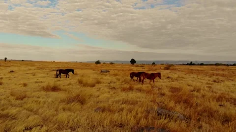 Dancing with the wind across endless horizons Stock Footage 304880429
