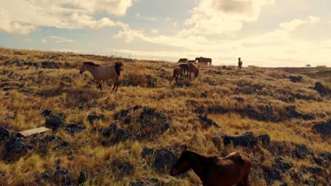 Dancing with the wind across endless horizons Stock Footage 304880503