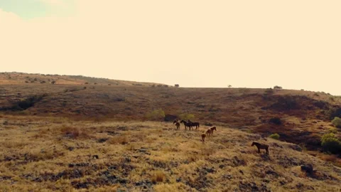 Dancing with the wind across endless horizons Stock Footage 304880968