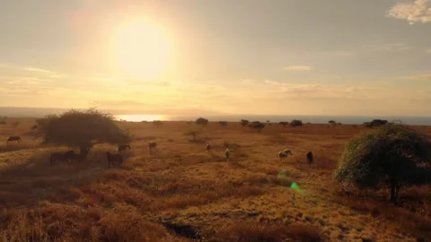 Dancing with the wind across endless horizons Stock Footage 304880982