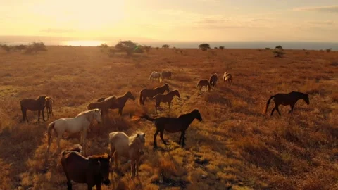 Dancing with the wind across endless horizons Stock Footage 304881314