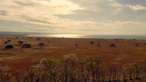 Dancing with the wind across endless horizons Stock Footage 304881315