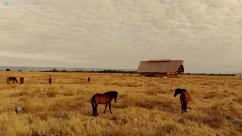 Dancing with the wind across endless horizons Stock Footage 304881535