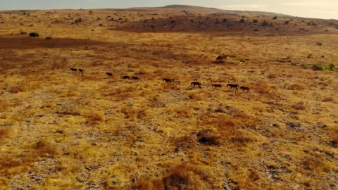 Dancing with the wind across endless horizons Stock Footage 304881560