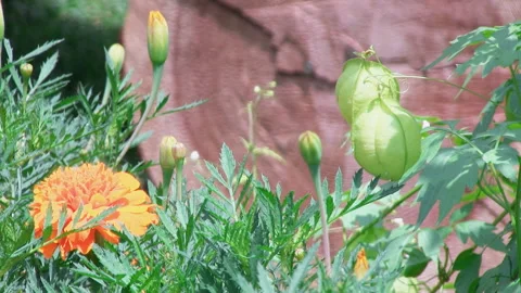 Dancing in the Wind: The Balloon Vine Video stock 327459299