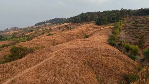 Dancing with the Wind: Dry Trees Against the Blue Sky Stock Footage 302461186