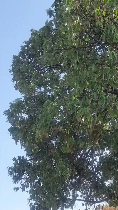 Dancing with the Wind: The Story of a Tree in Motion Video stock 306117136