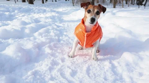 Dancing winter play cool dog jack russell terrier Vídeo Stock 59567400