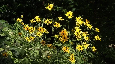 Dancing Yellow Flowers conducted by the wind Stock Footage 114028218