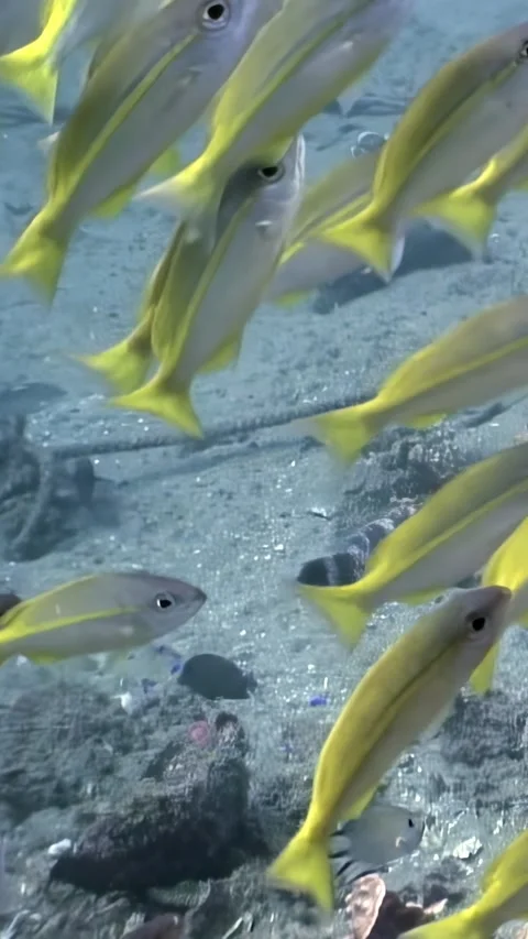 Dancing yellowstripe snapper in crystal waters of the philippines Stock Footage 319853770