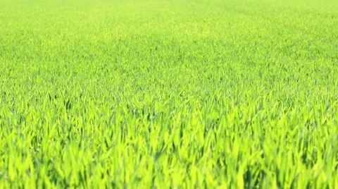 Dancing Young Corn Plants Stock Footage 7903575