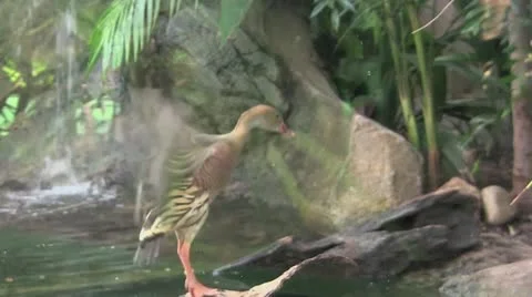 Dancingduck 100 Stock Footage 12426712