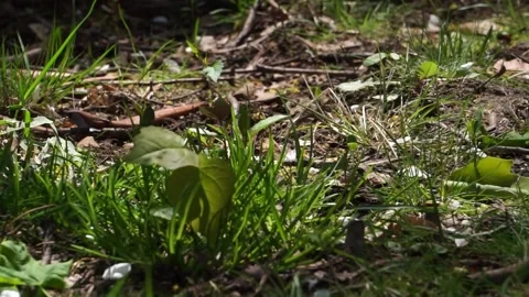 DANCINGLIGHTGRASSPATCH Stock Footage 195993736