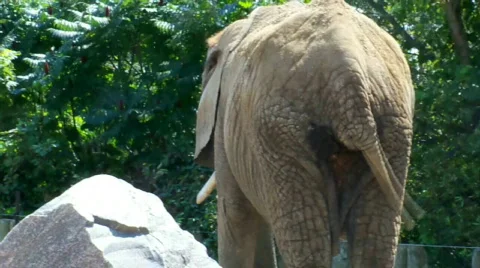 Dancingtale Stock Footage 504421