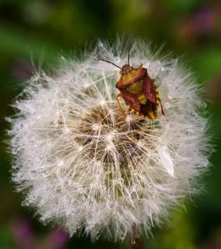 Dandalion flower with visitor bug- bug macro take-05969 Stock Photos